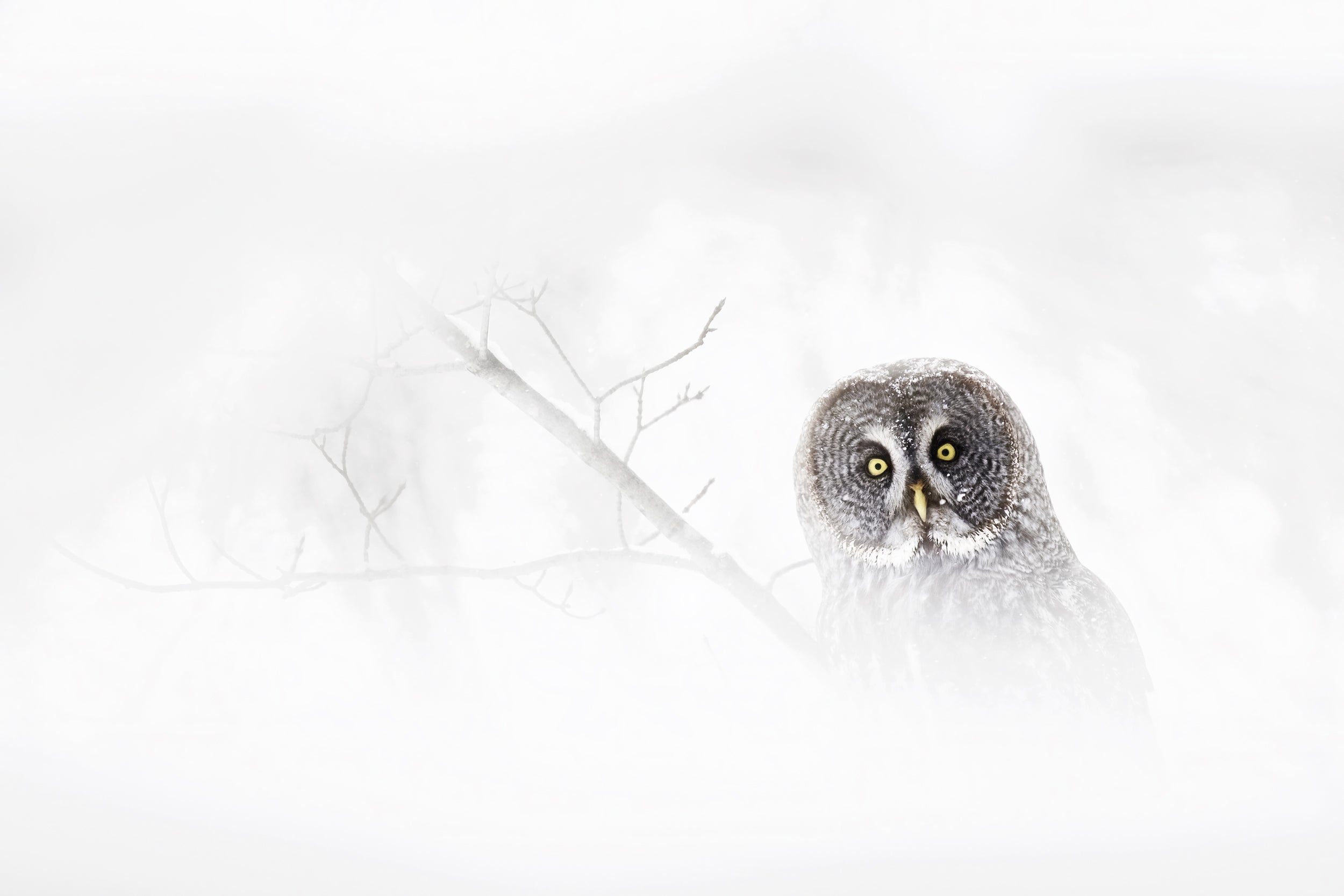 Chouette lapone - Hiver 017