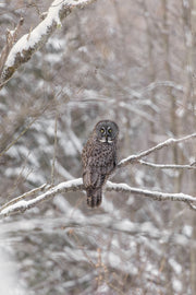 Chouette lapone - Hiver 019