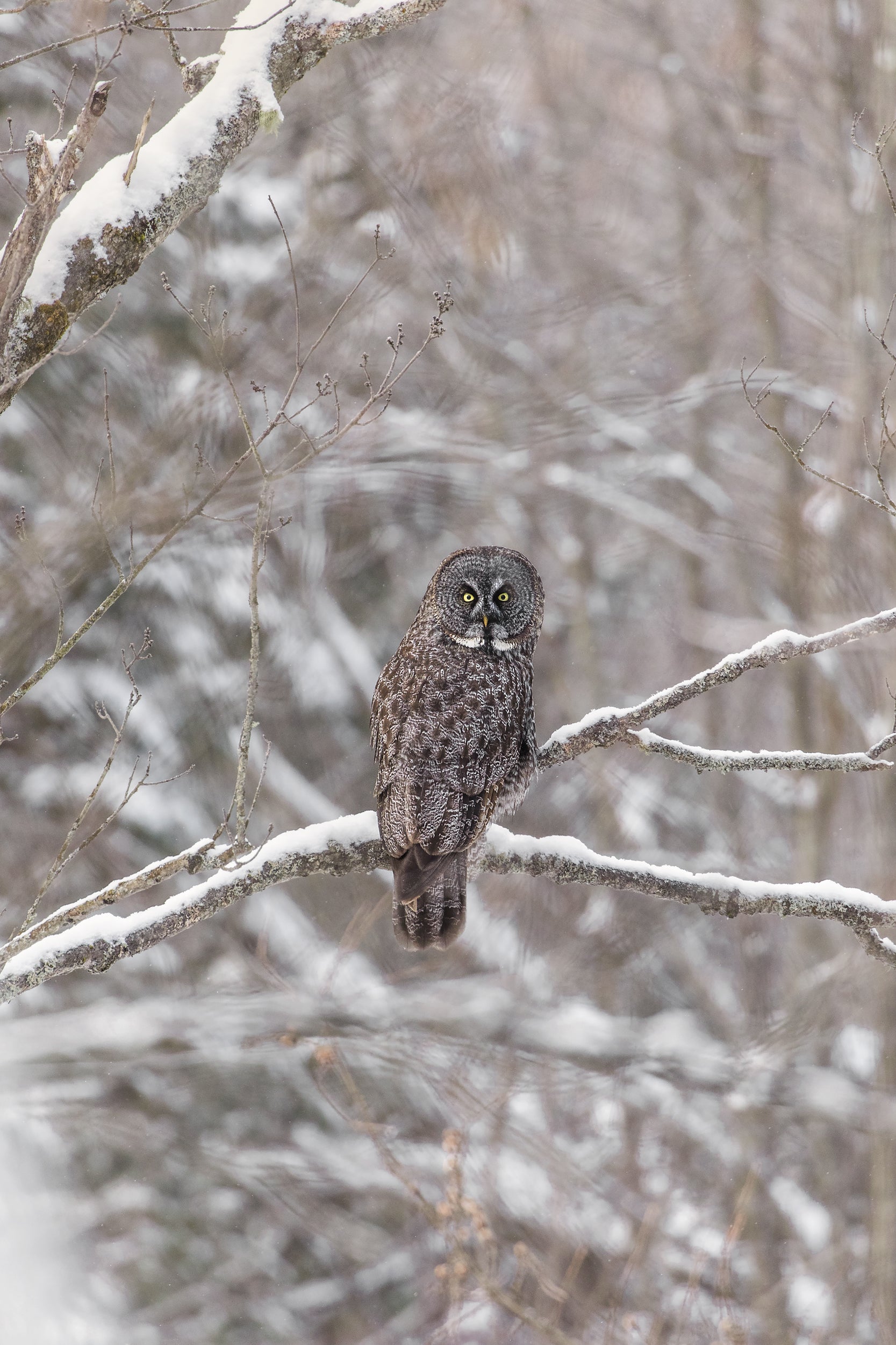 Chouette lapone - Hiver 019
