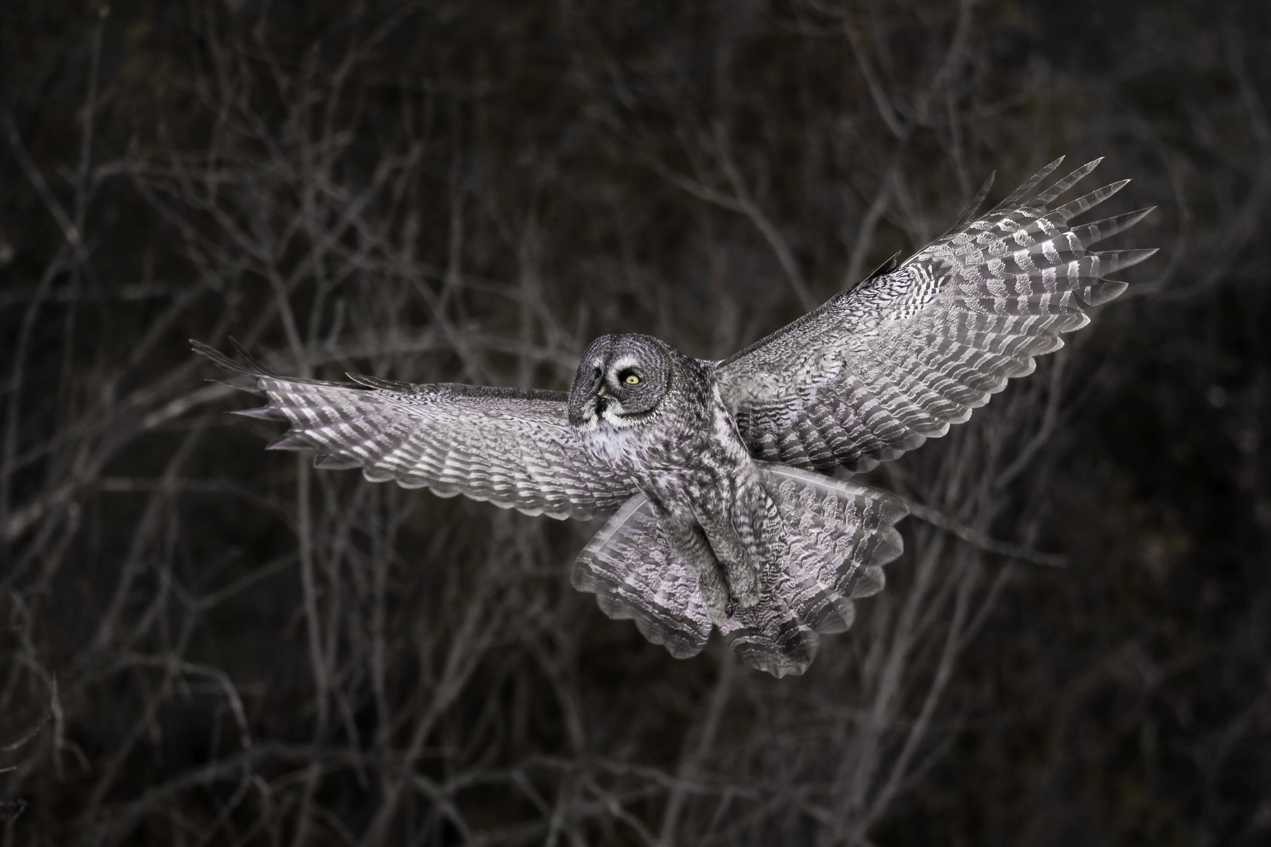 Chouette lapone - Hiver 020