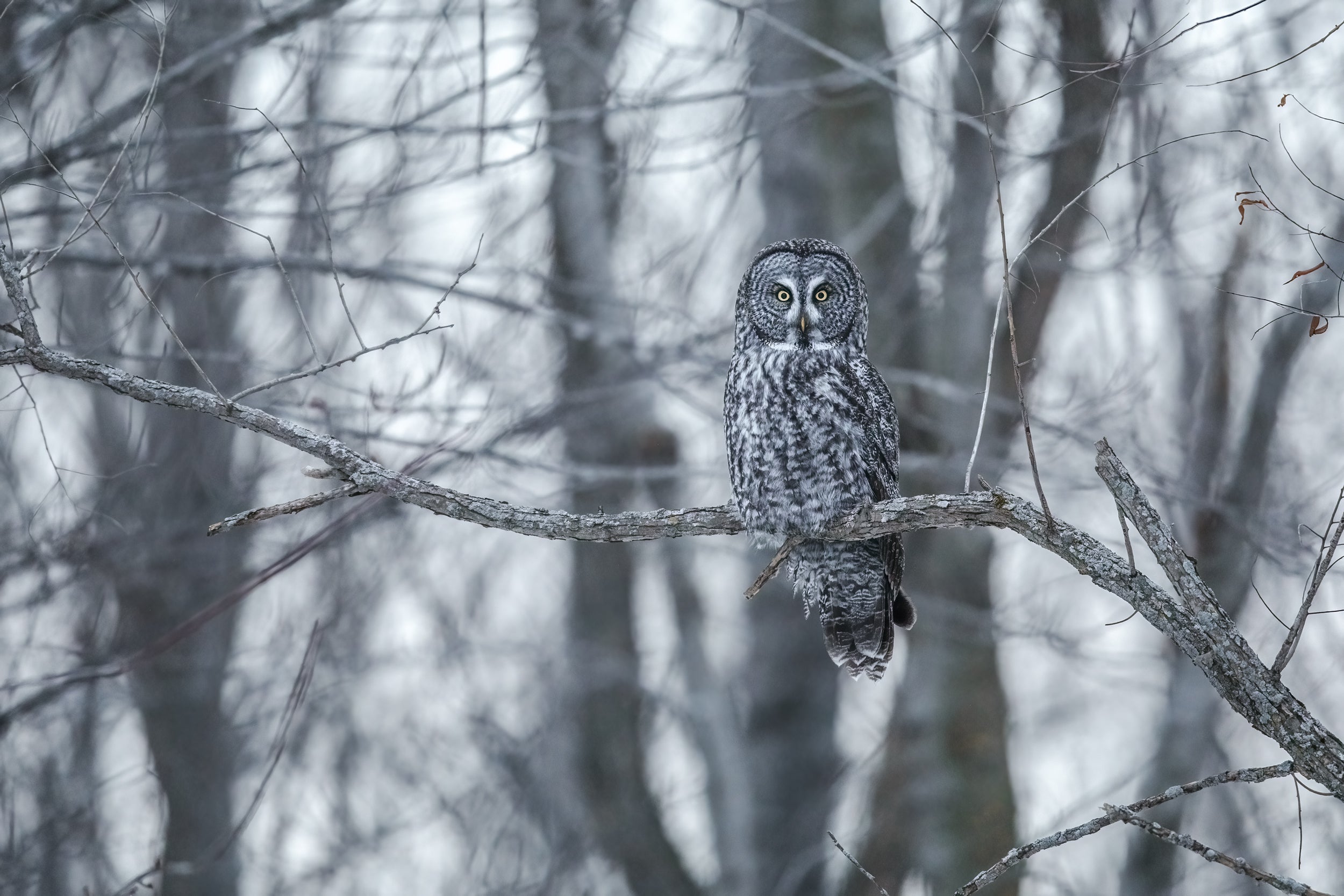 Chouette lapone - Hiver 021
