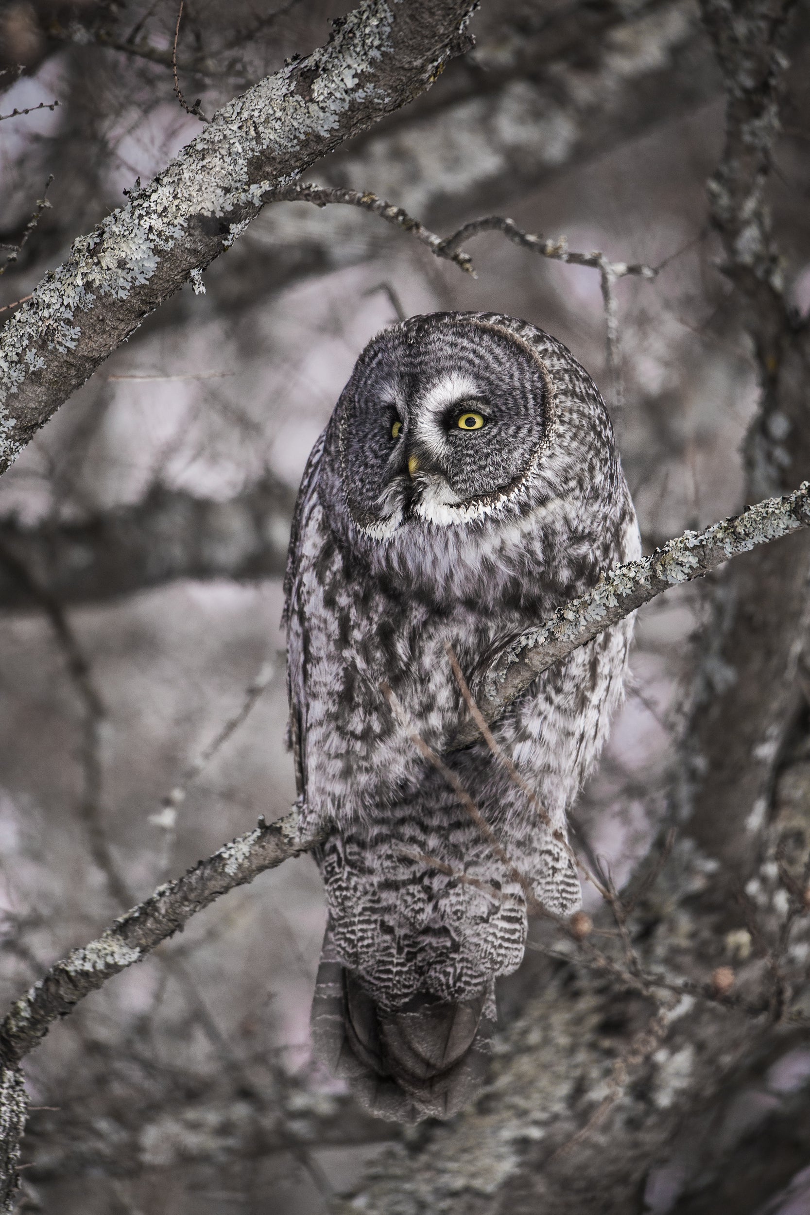 Chouette lapone - Hiver 022