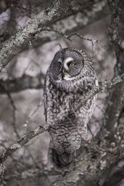 Chouette lapone - Hiver 022