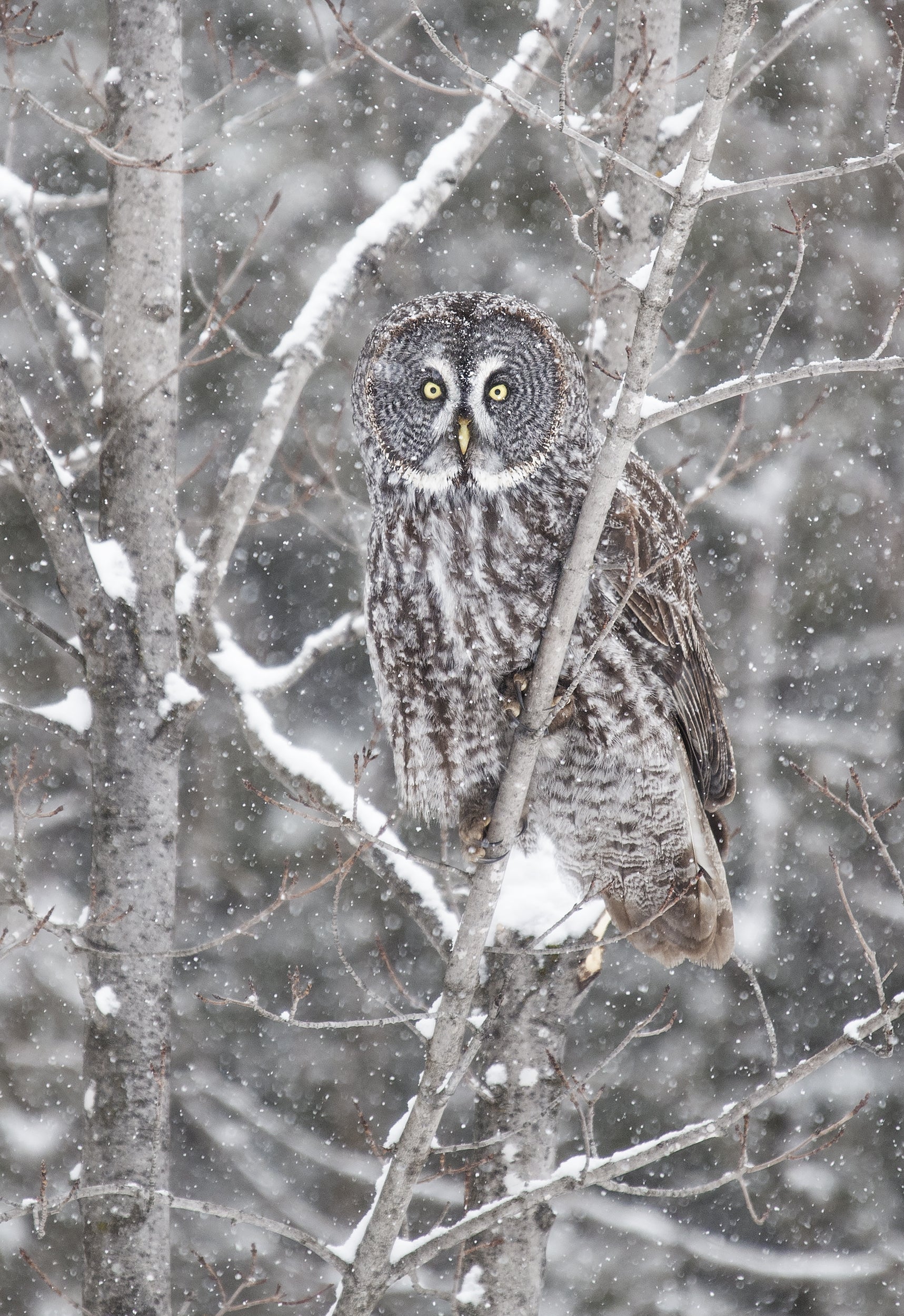 Chouette lapone - Hiver 023