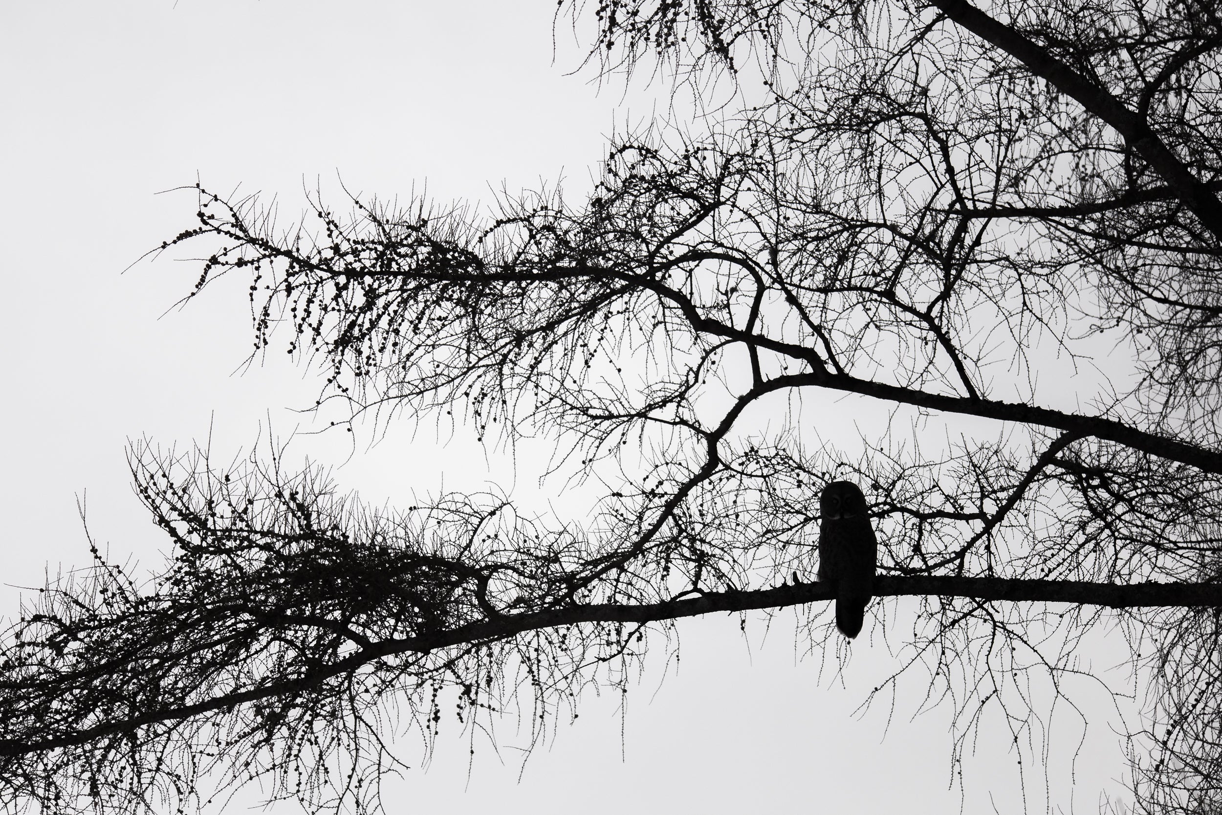 Chouette lapone - Hiver 024