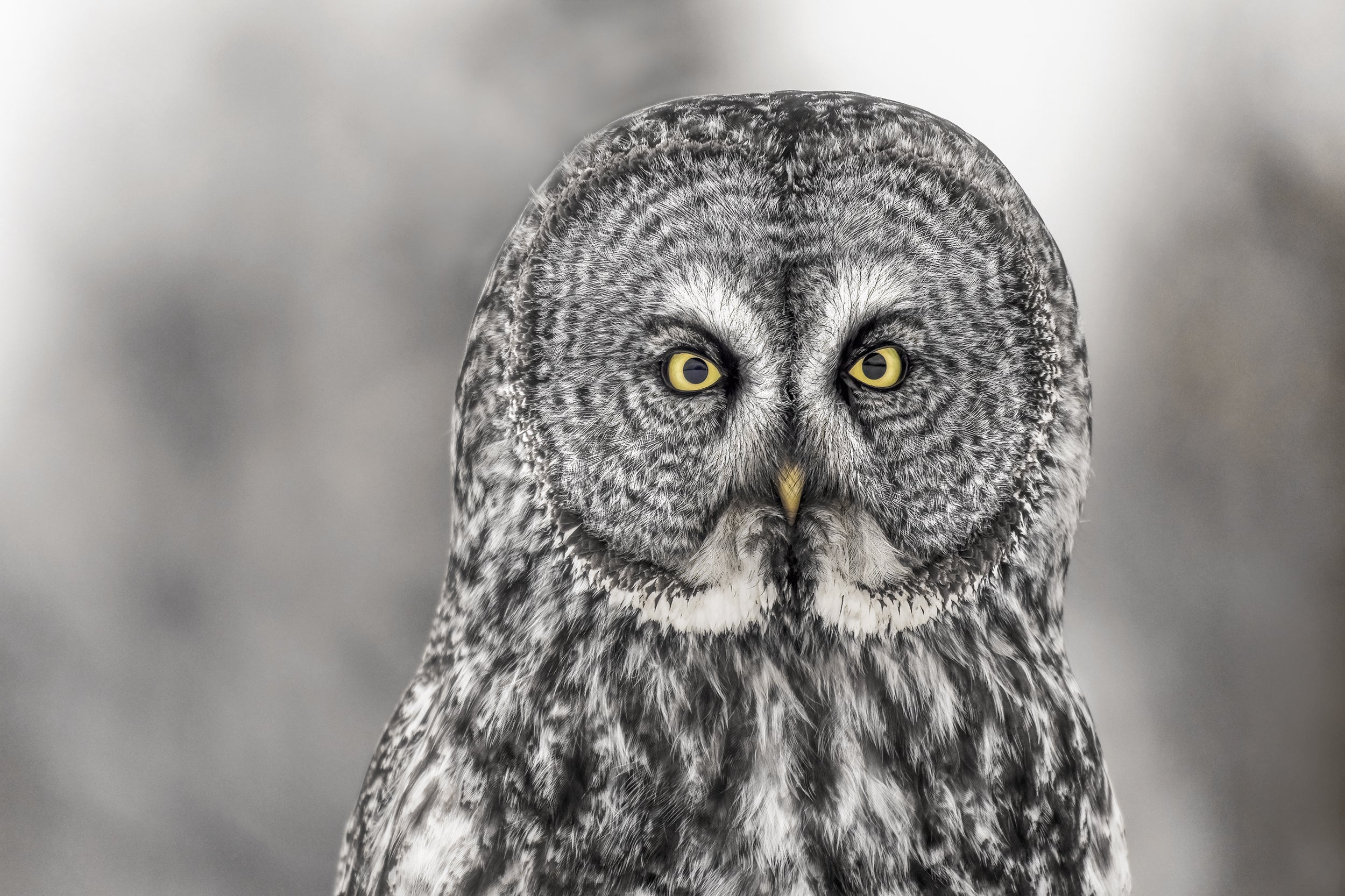 Chouette lapone - Hiver 026