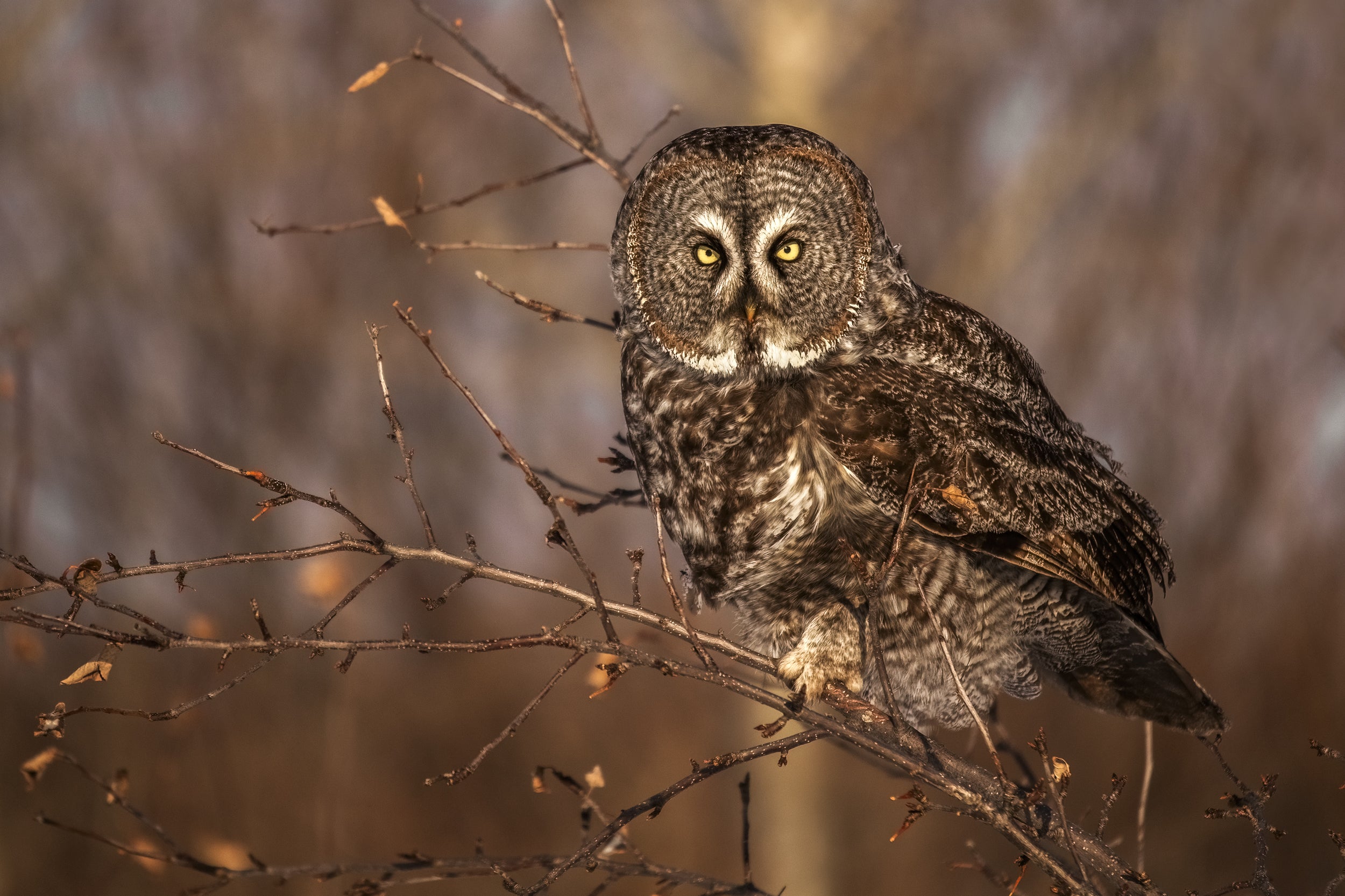 Chouette lapone - Hiver 027