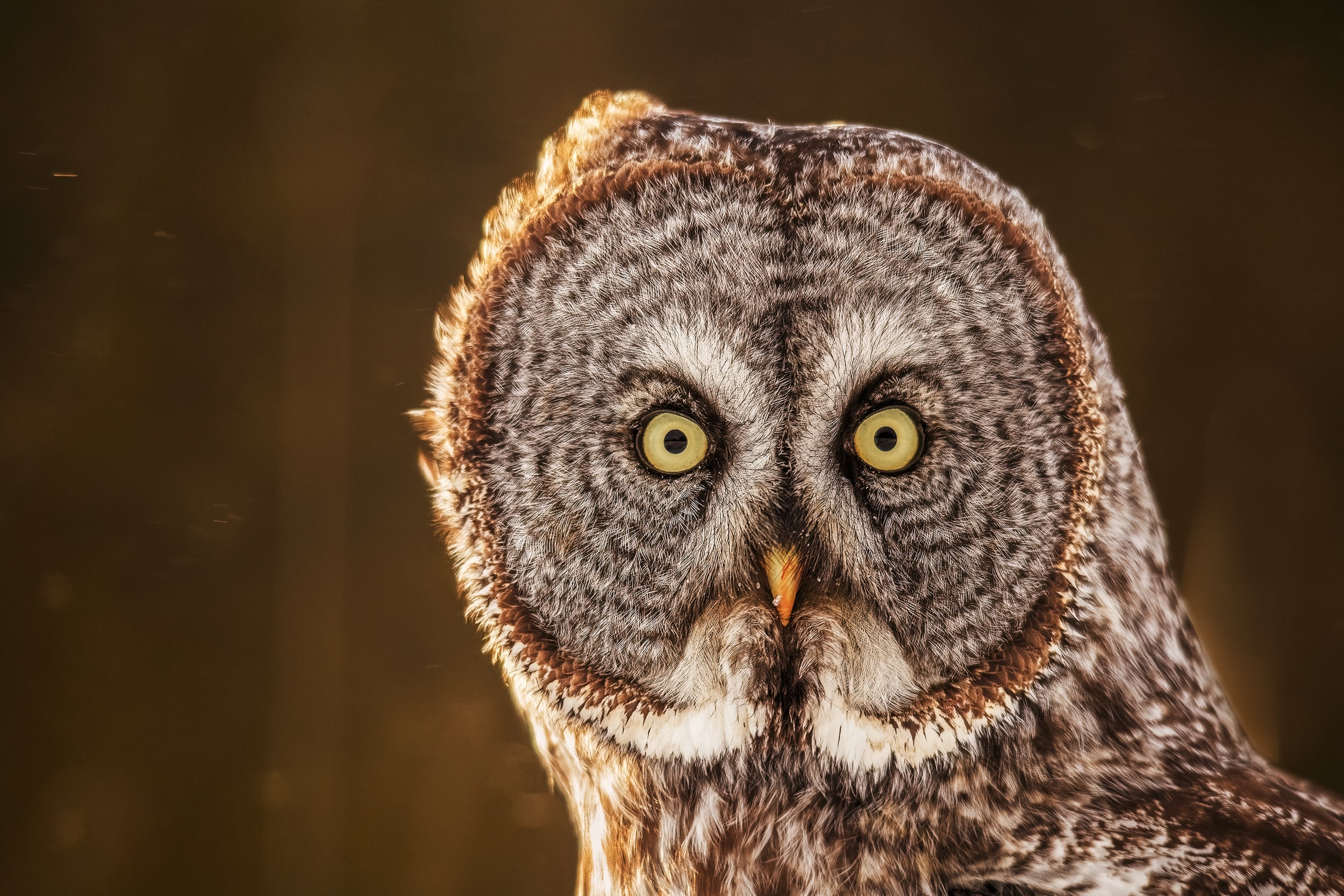 Chouette lapone - Hiver 028