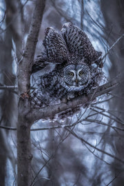 Chouette lapone - Hiver 029