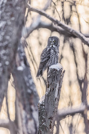 Chouette lapone - Hiver 030