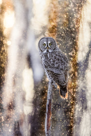 Chouette lapone - Hiver 031