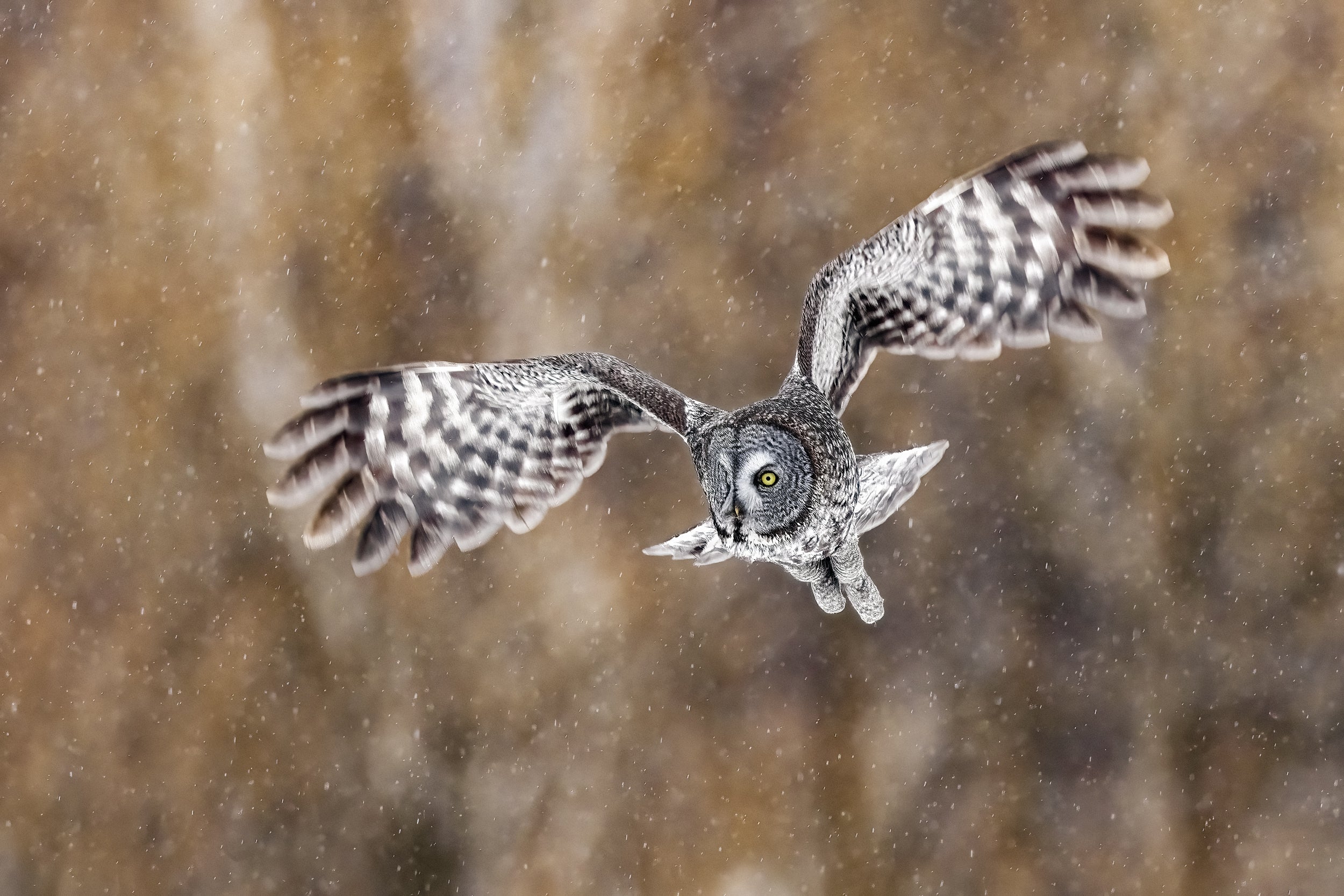 Chouette lapone - Hiver 032