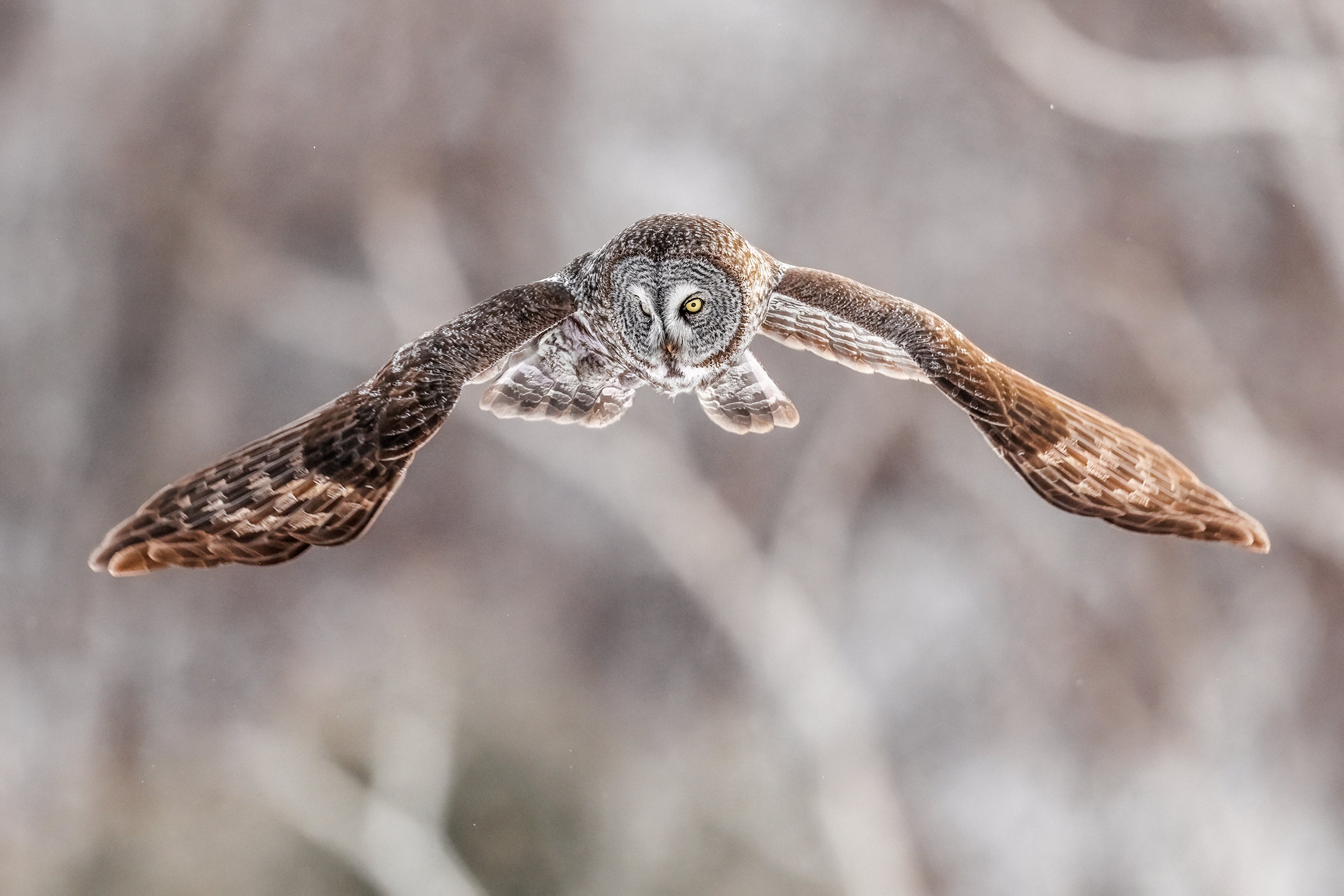 Chouette lapone - Hiver 044