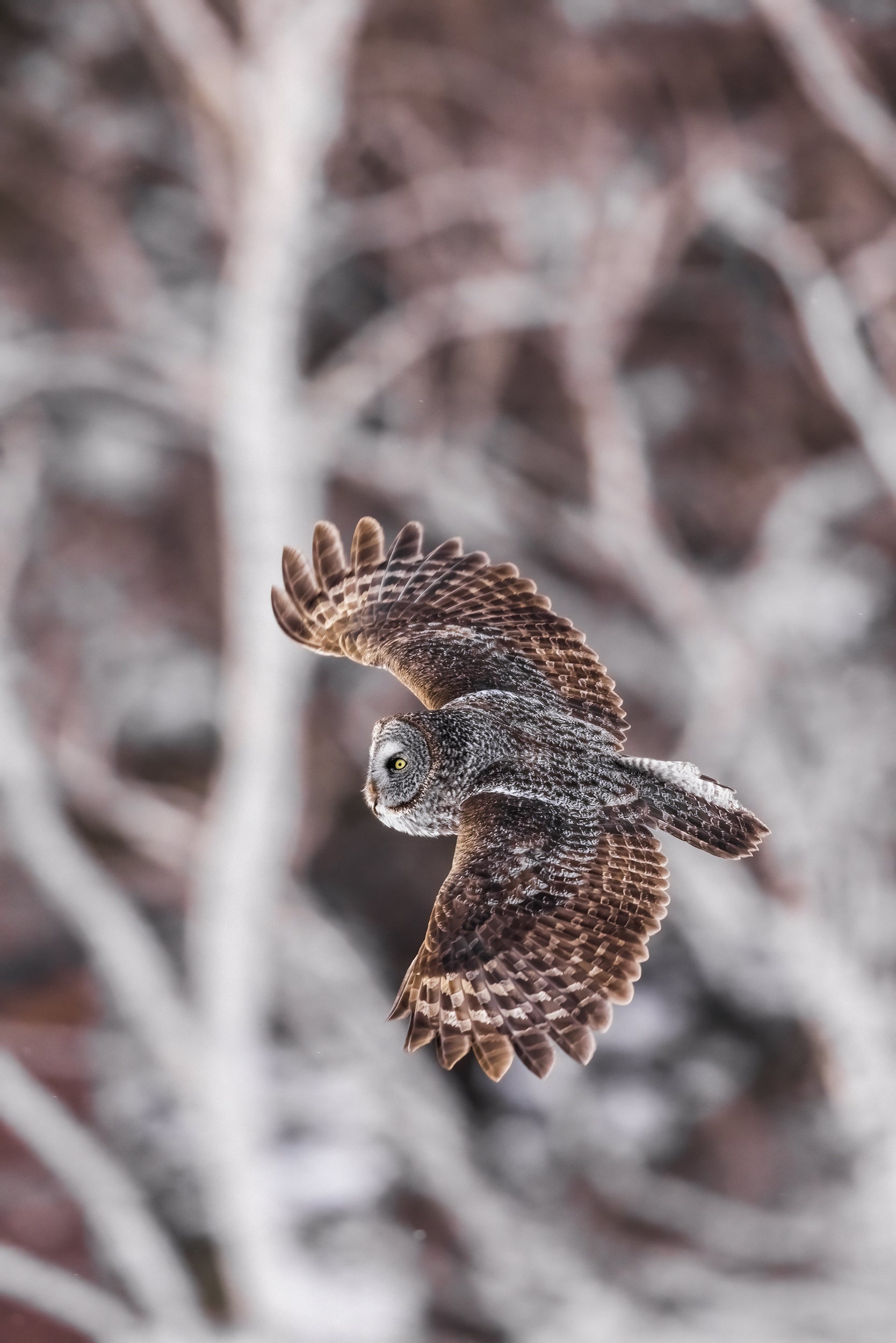 Chouette lapone - Hiver 045