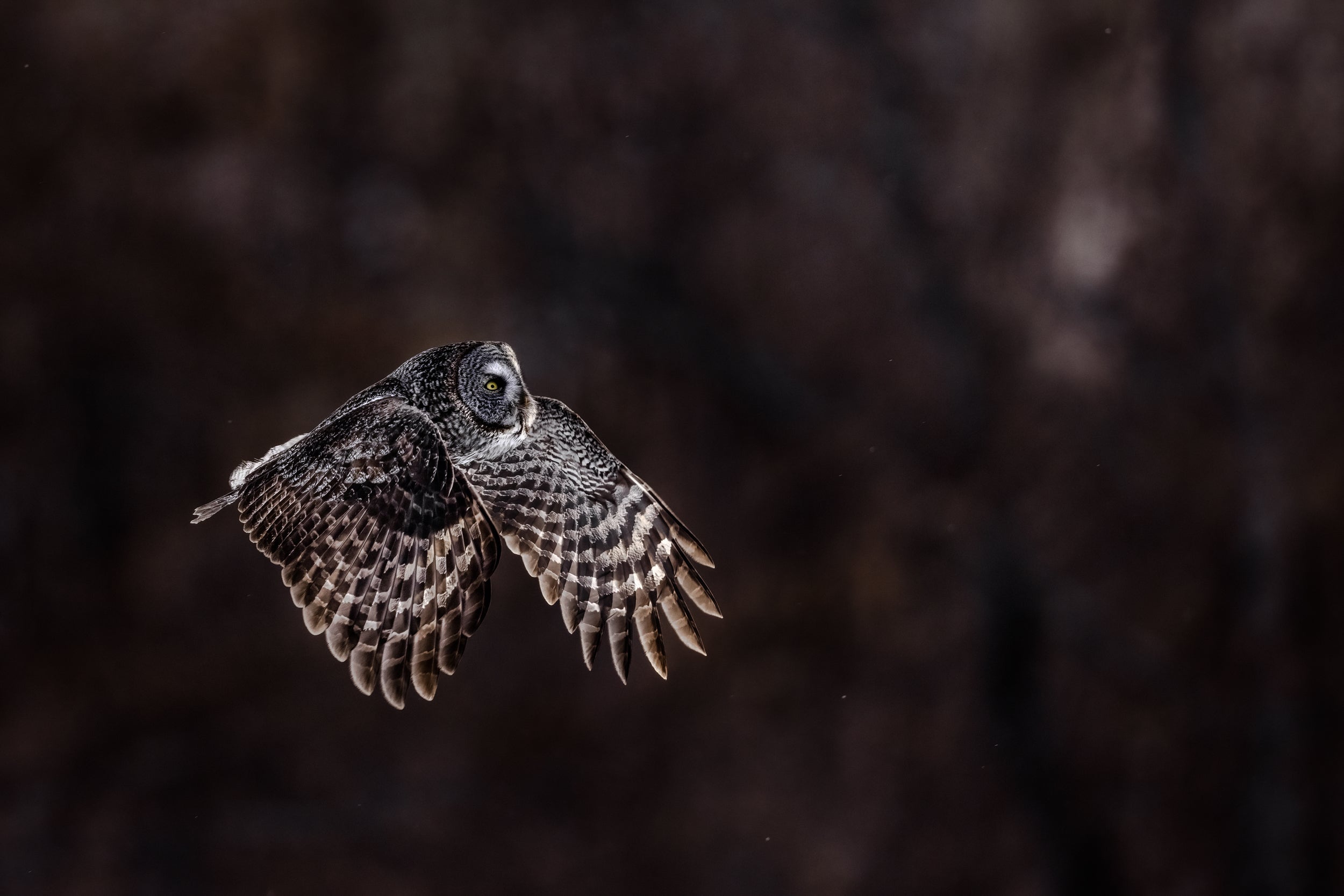 Chouette lapone - Hiver 047