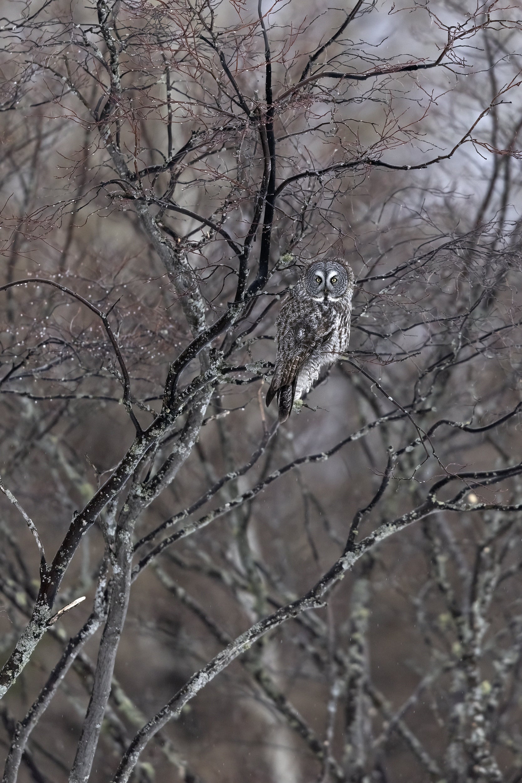 Chouette lapone - Hiver 048