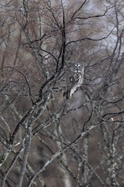 Chouette lapone - Hiver 048