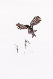 Chouette lapone - Hiver 049