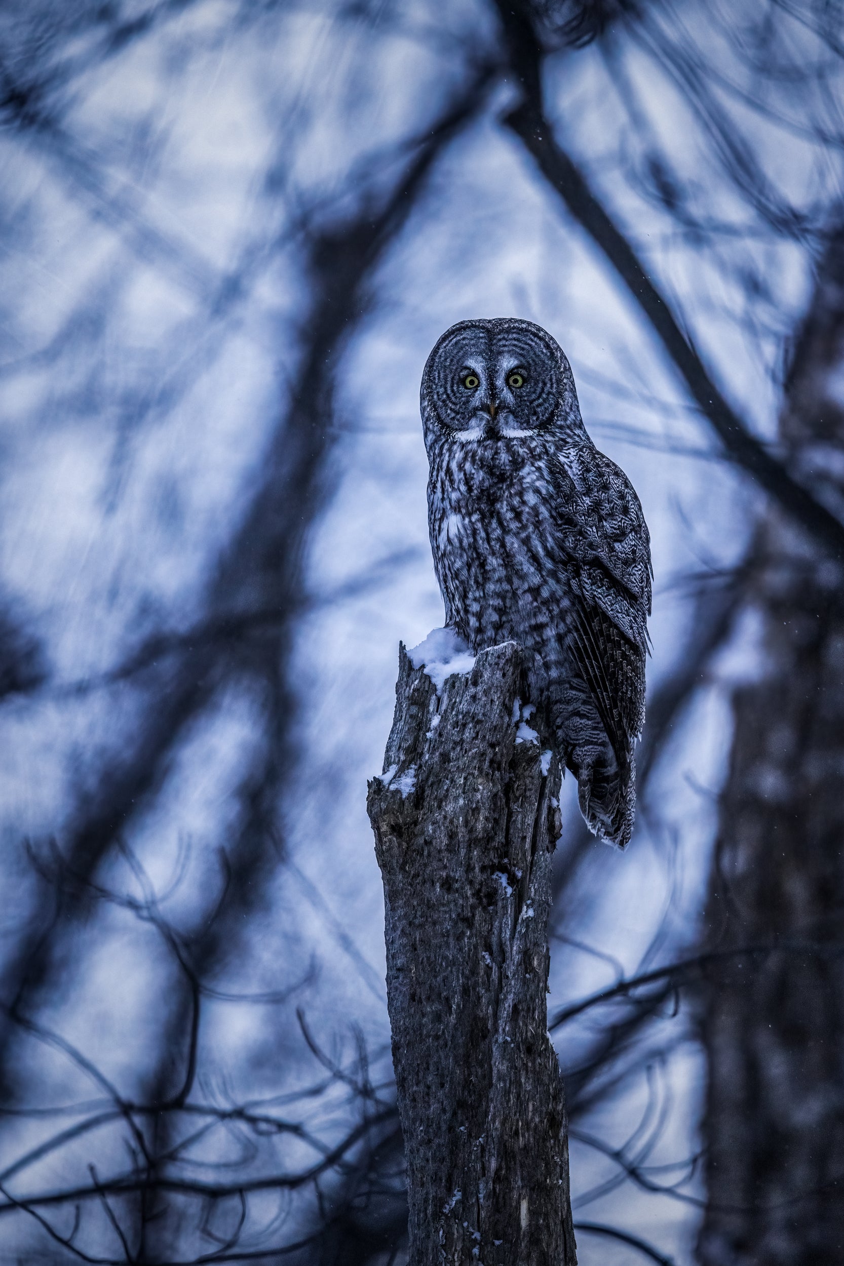 Chouette lapone - Hiver 052