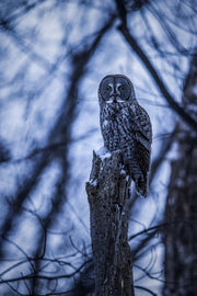 Chouette lapone - Hiver 052