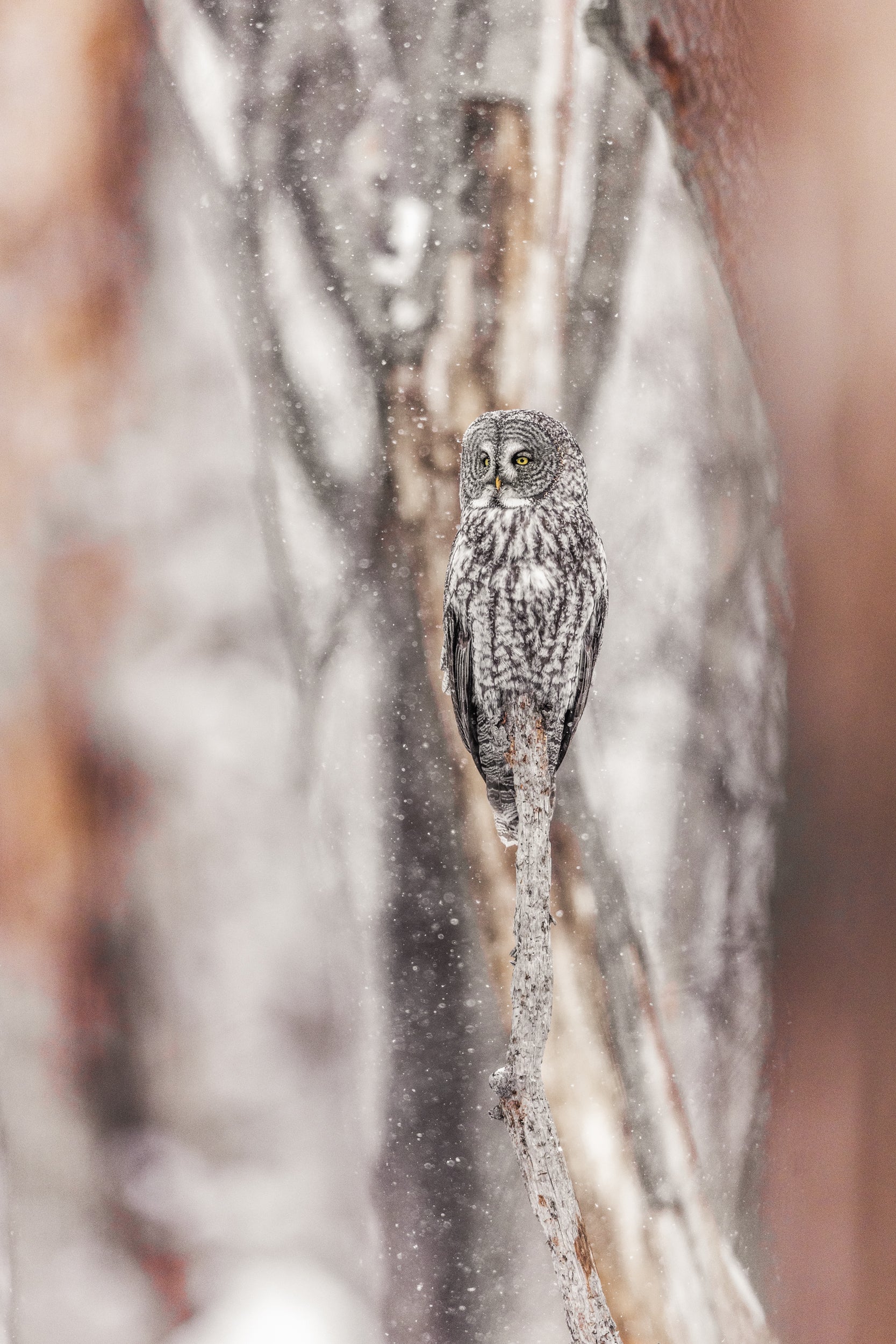 Chouette lapone - Hiver 054