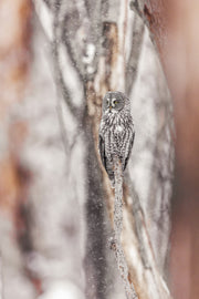 Chouette lapone - Hiver 054