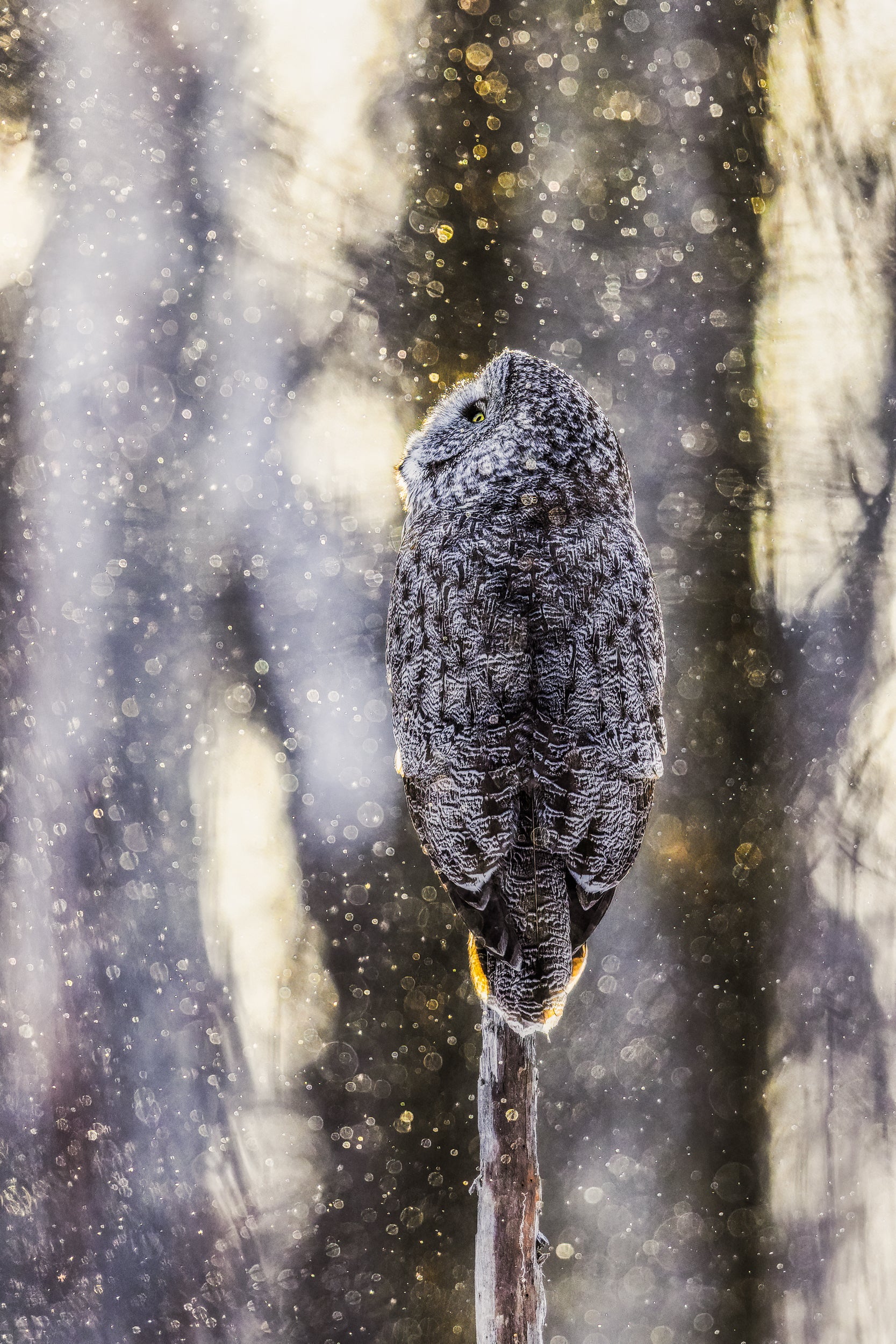 Chouette lapone - Hiver 056