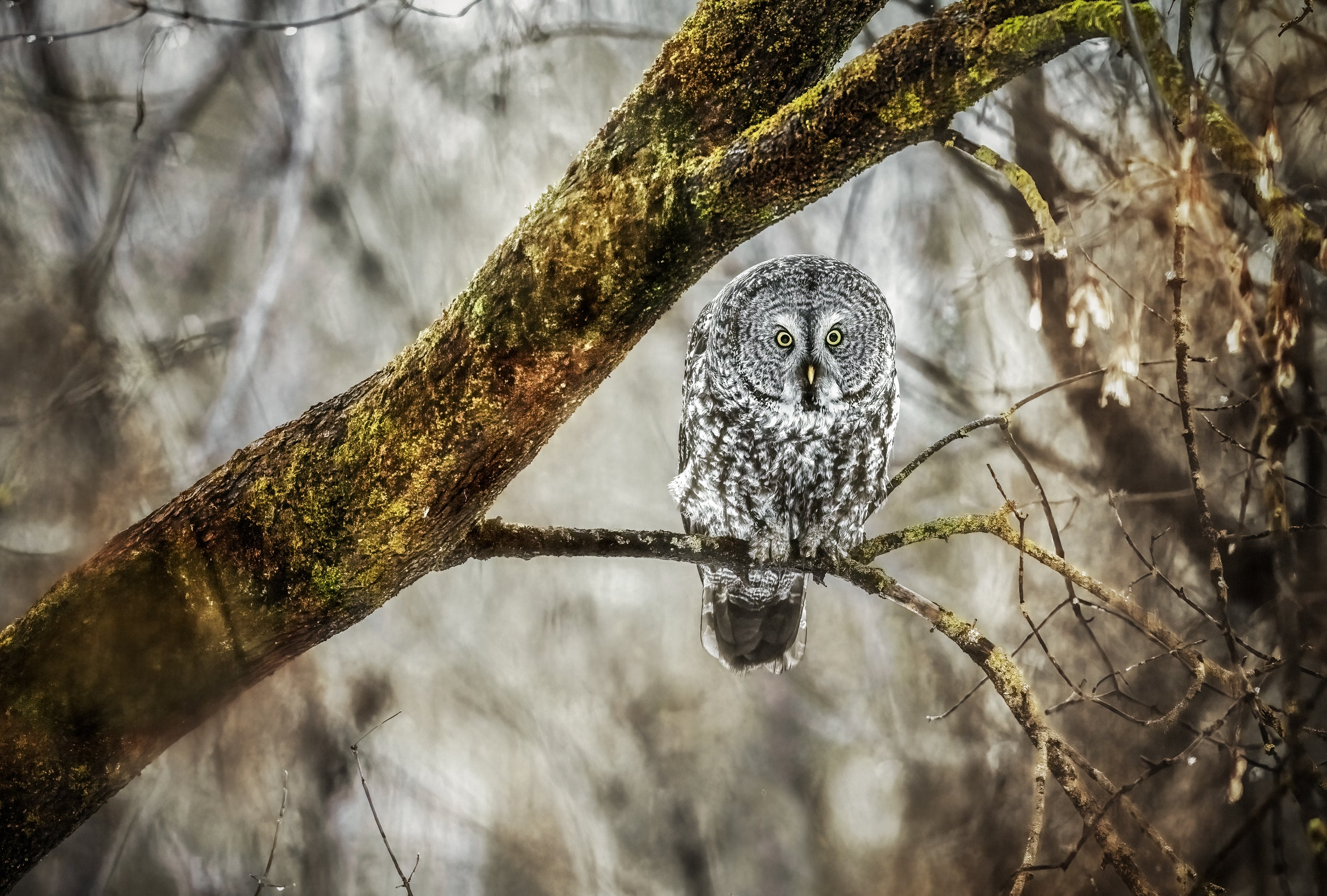 Chouette lapone - Hiver 061