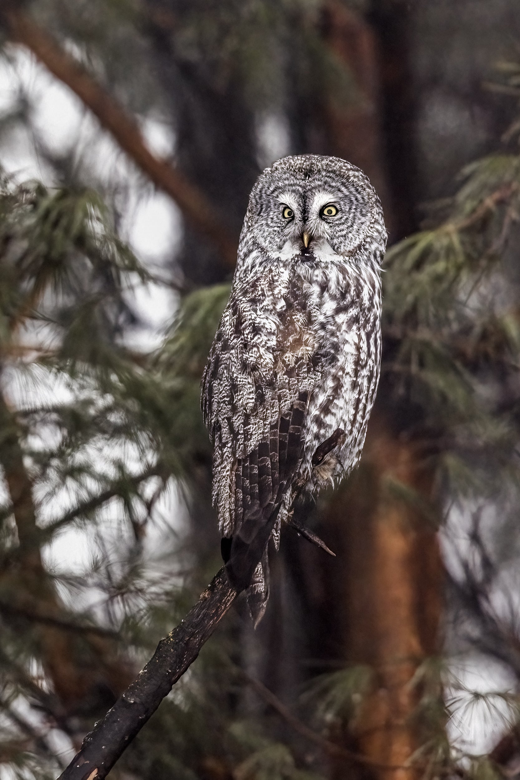 Chouette lapone - Hiver 062