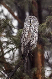 Chouette lapone - Hiver 062