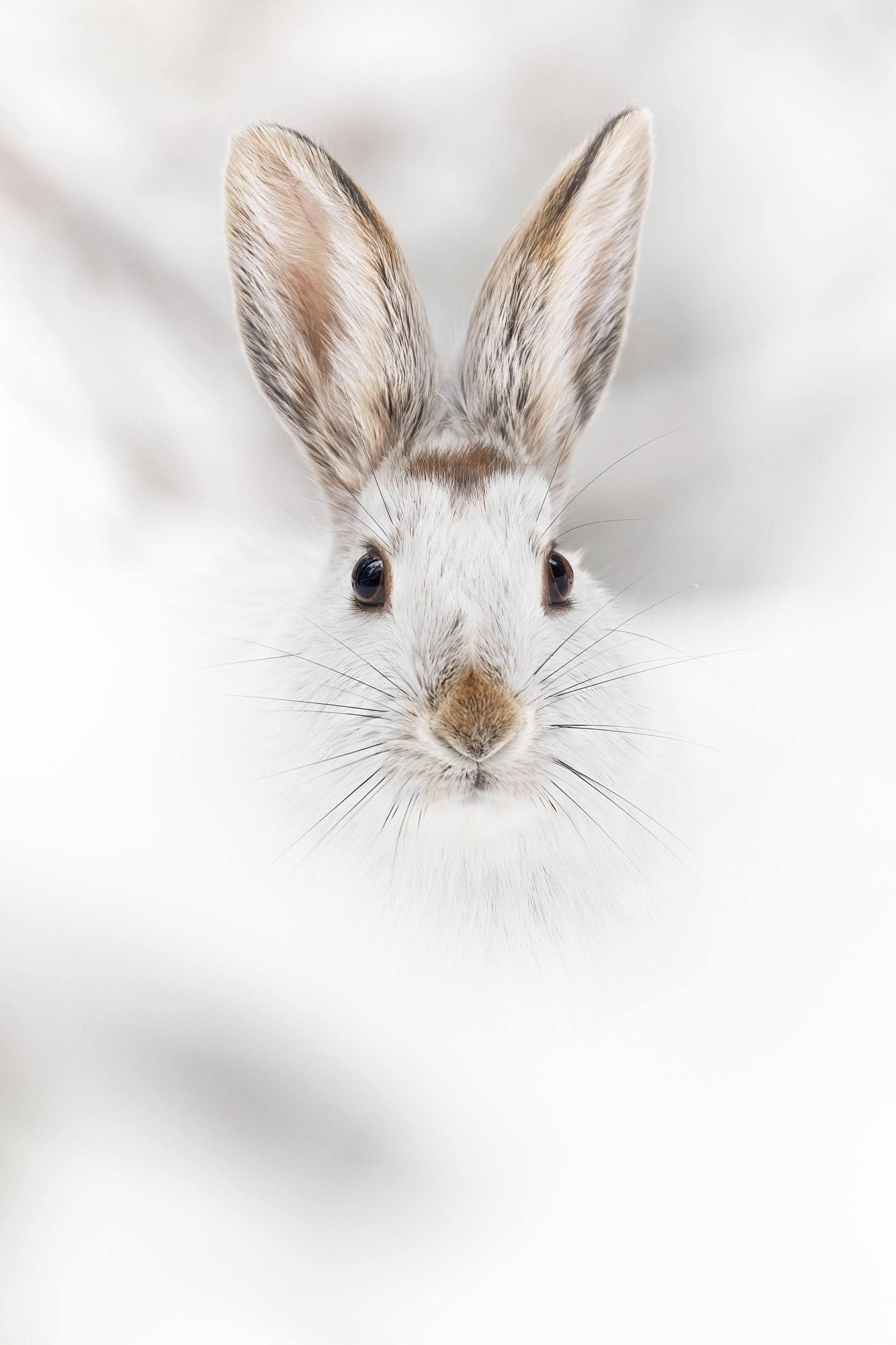 Lièvre d'Amérique 001