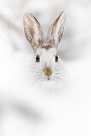 Lièvre d'Amérique 001