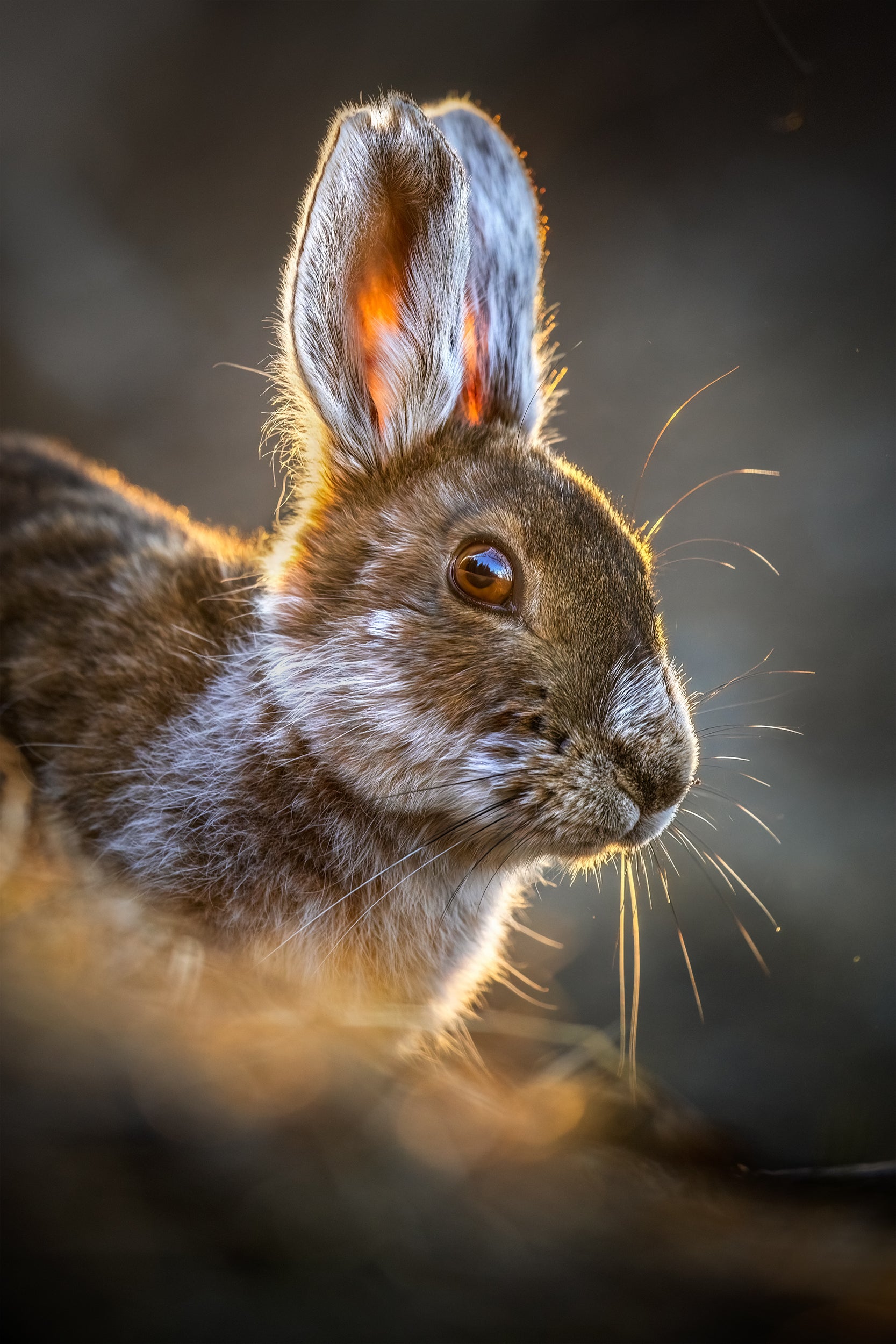 Lièvre d'Amérique 002