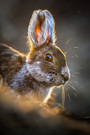 Lièvre d'Amérique 002