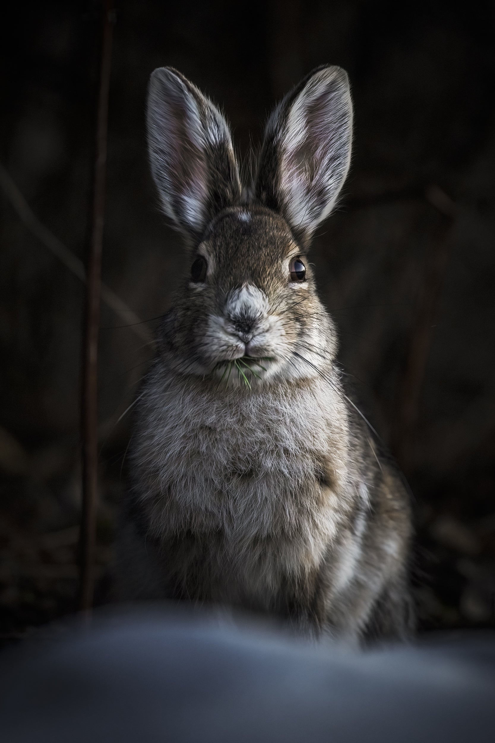 Lièvre d'Amérique 003