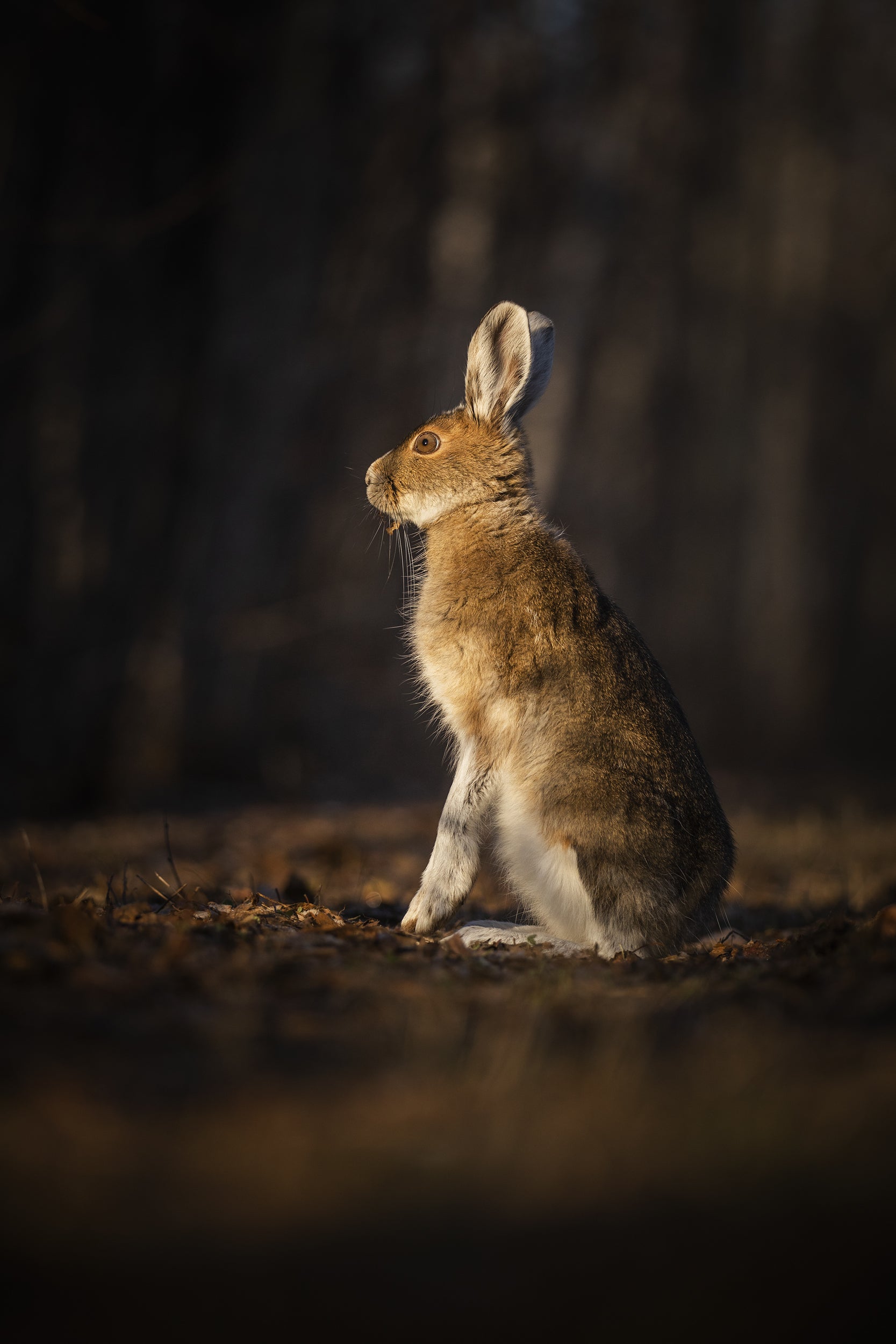 Lièvre d'Amérique 004