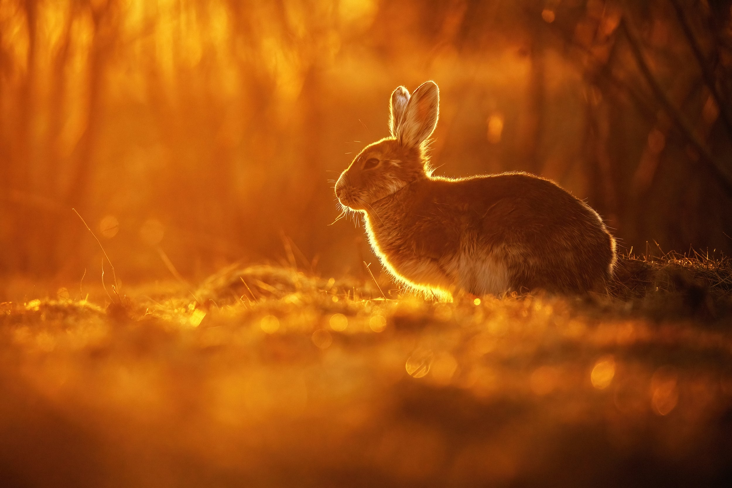 Lièvre d'Amérique 010