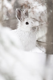 Lièvre d'Amérique 011