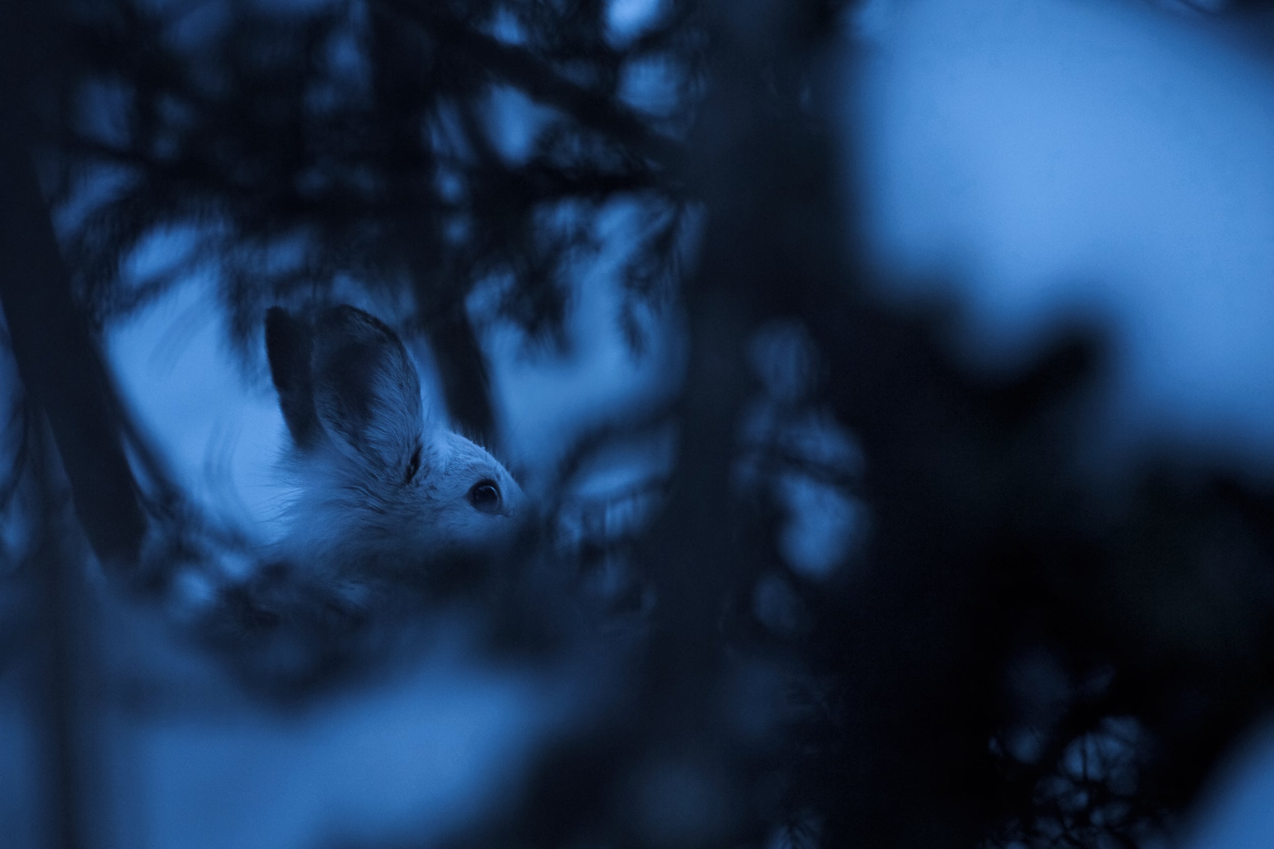 Lièvre d'Amérique 013