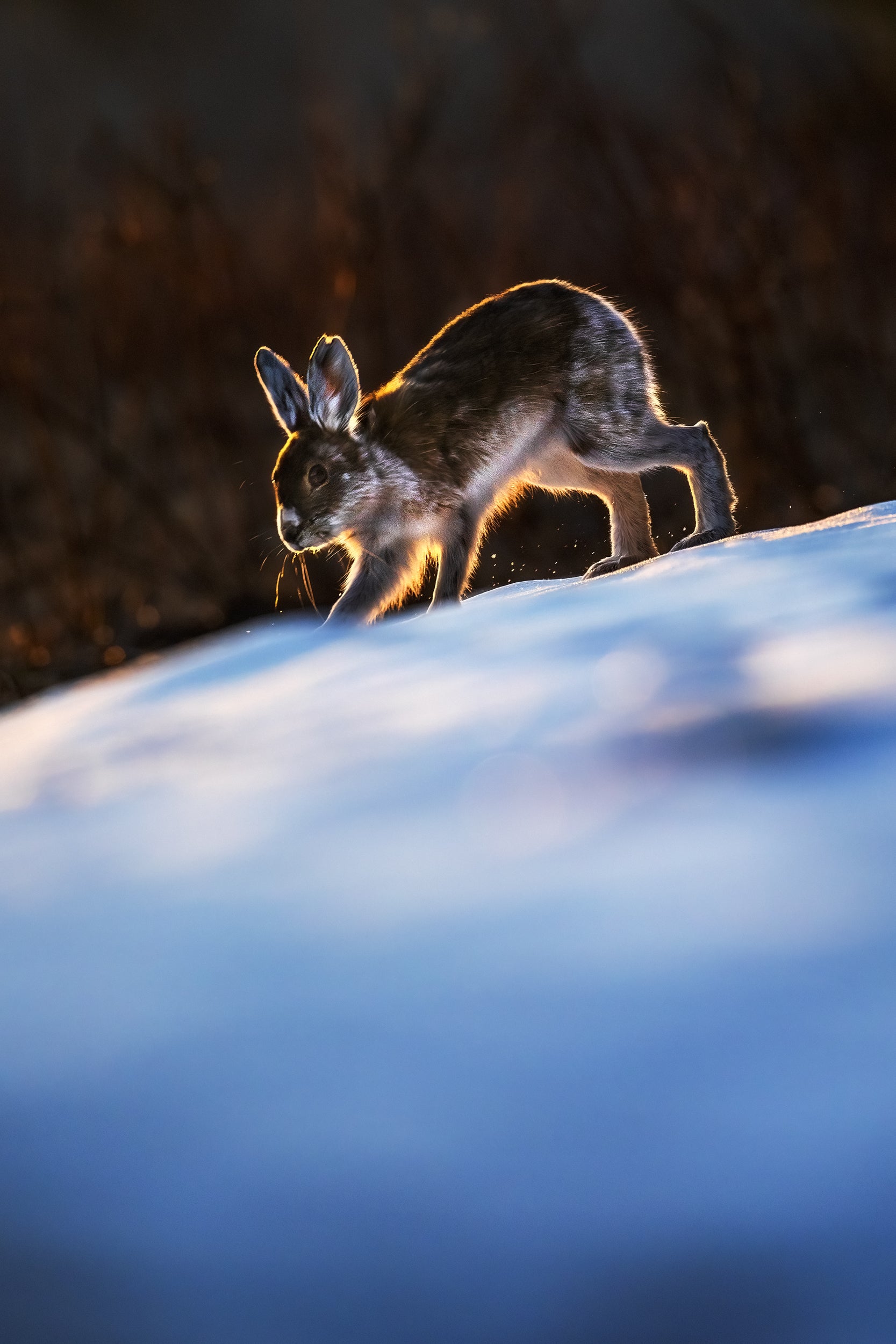 Lièvre d'Amérique 015