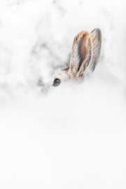 Lièvre d'Amérique 017