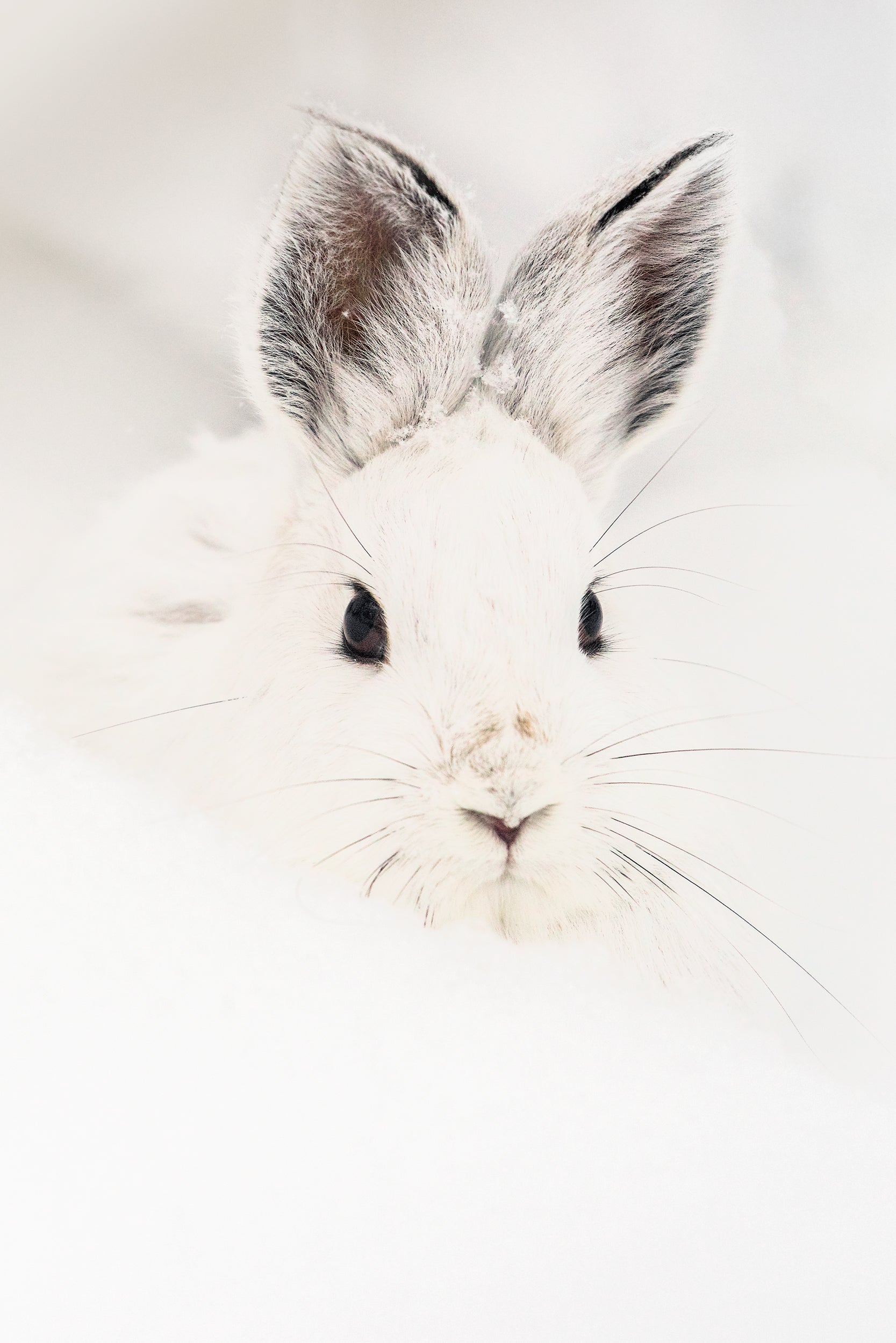 Lièvre d'Amérique 018