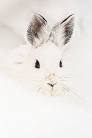 Lièvre d'Amérique 018