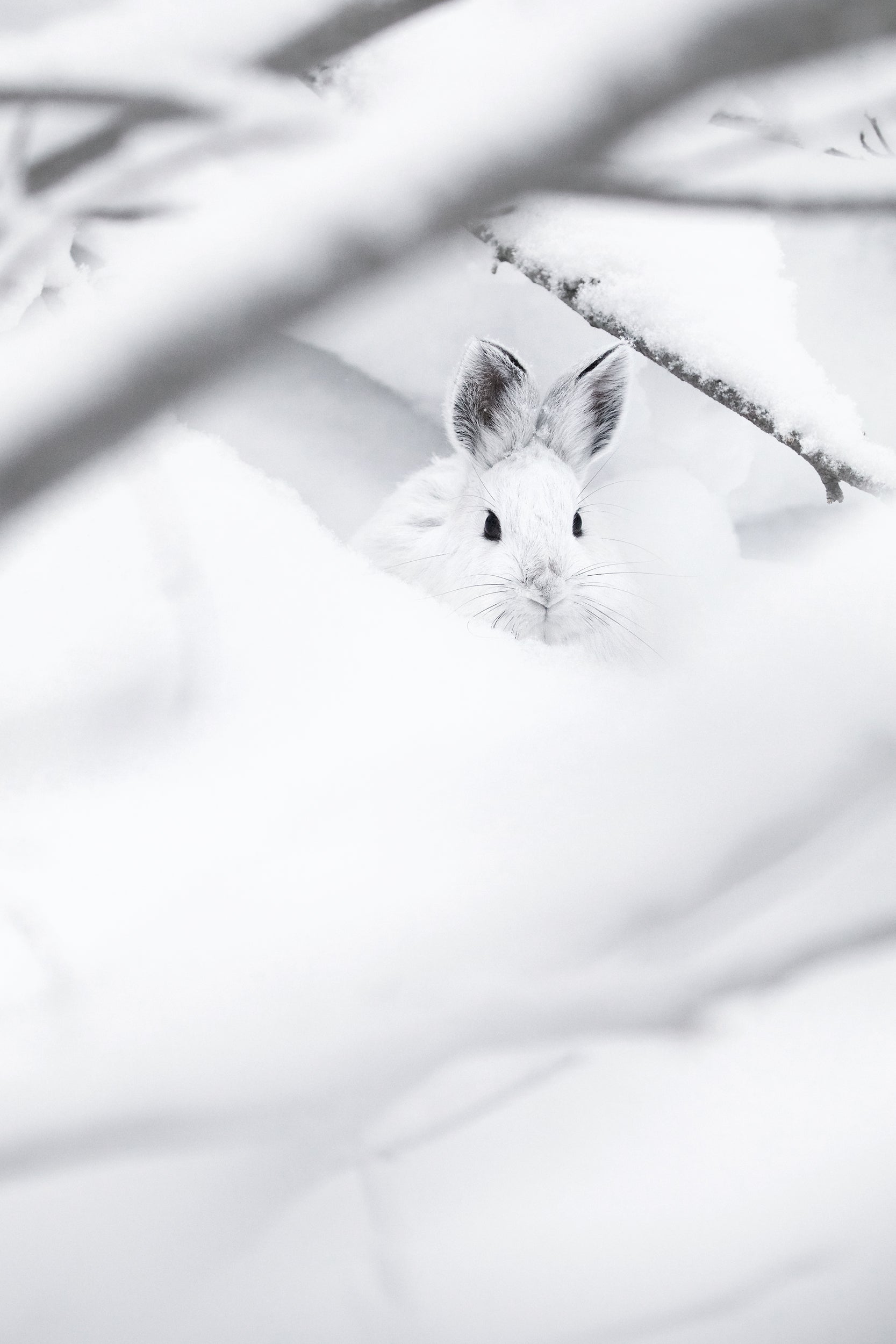 Lièvre d'Amérique 019