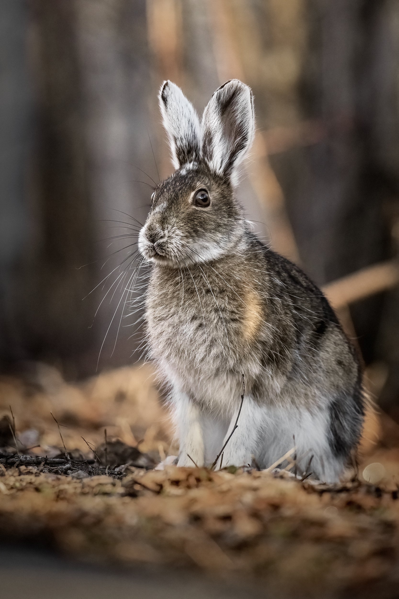 Lièvre d'Amérique 022