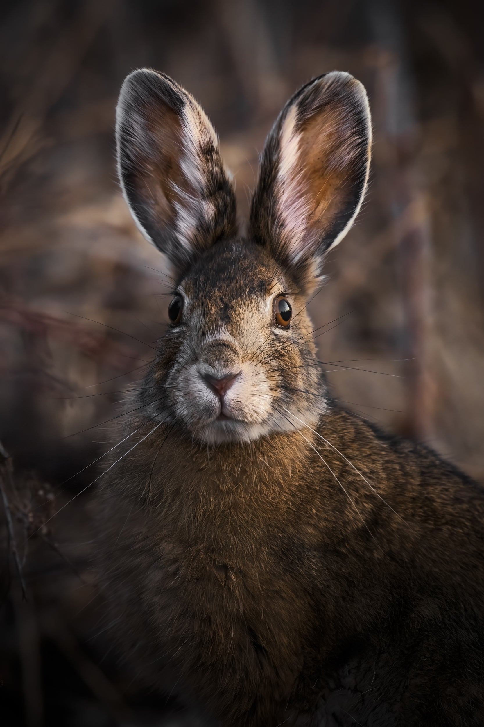 Lièvre d'Amérique 023