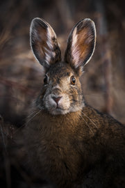 Lièvre d'Amérique 023