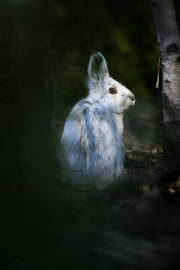 Lièvre d'Amérique 024