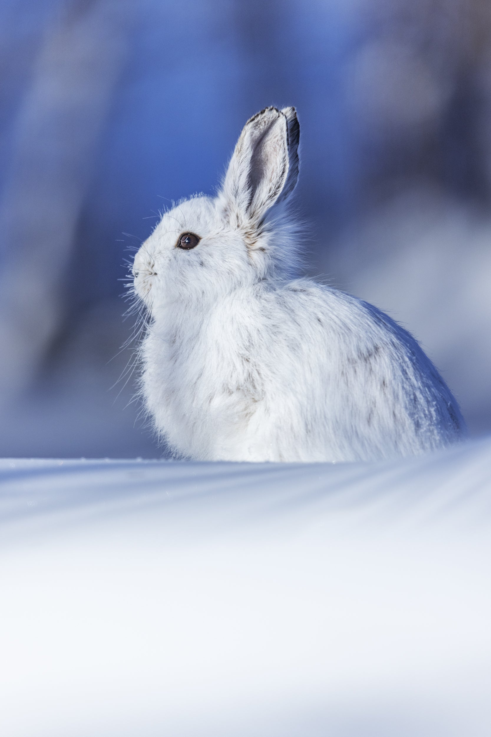 Lièvre d'Amérique 029