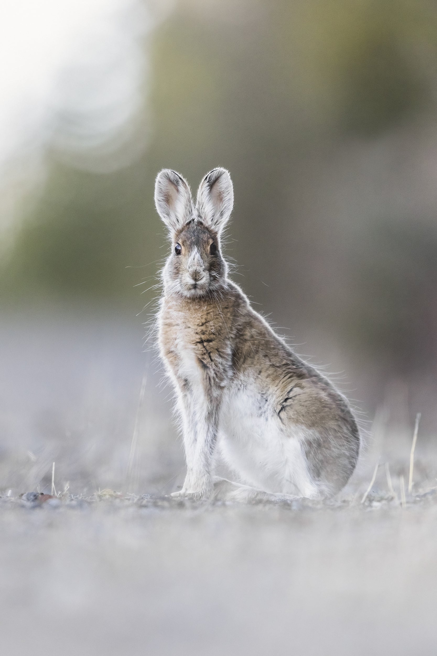 Lièvre d'Amérique 030